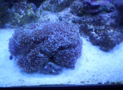 This is my torch coral i got on 5/9/05