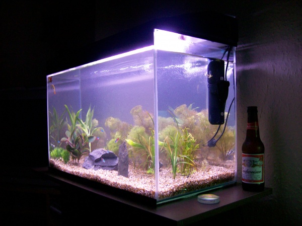 This is now my Main tank 24x15x12 (notice the hobby to the right of the tank !) lol.