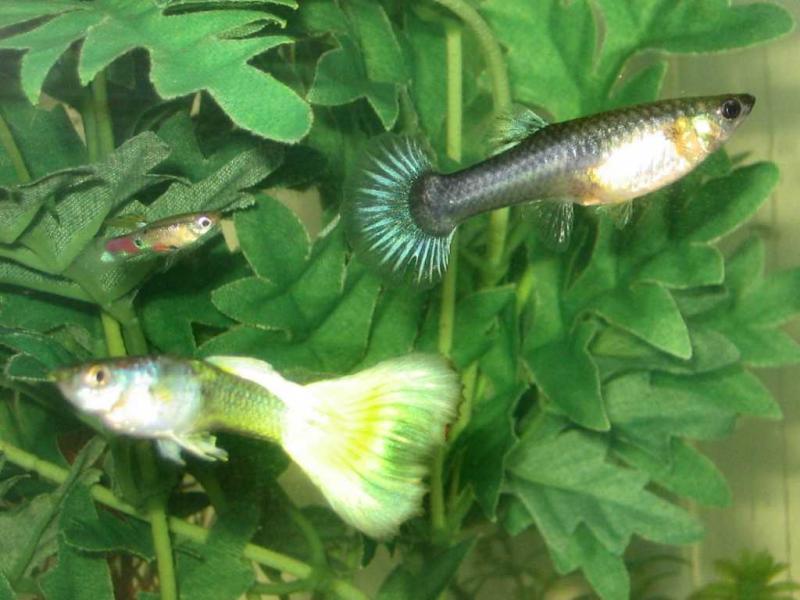 this is "old yella"(yelow tail male) "bessy"(iridesent female) and "arnold"( the growth-stunted feeded guppy that survived several months)