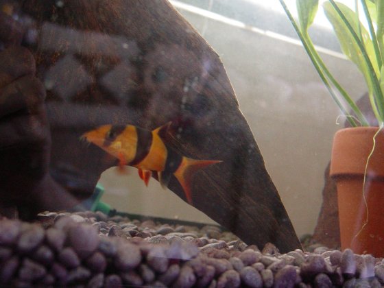 This is one of my clown loaches. He and his buddy have changed the entire tenor of my tank; from a sedate, stately procession to wild hi-jinks. Its gr