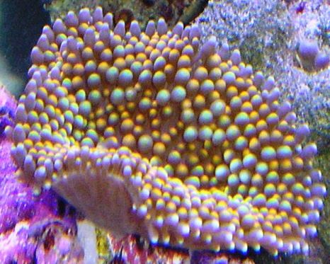This is one of my coolest ricordia in my tank. Looks awesome under Actinics. This pic is under 10k MH