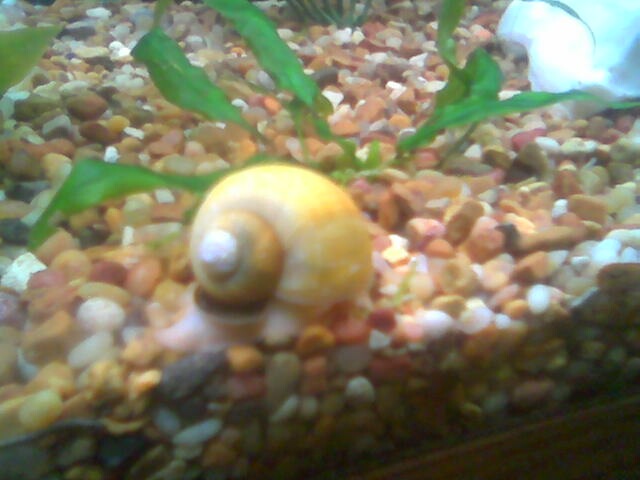 This is one of my gold apple snails scootin along scavanging for food