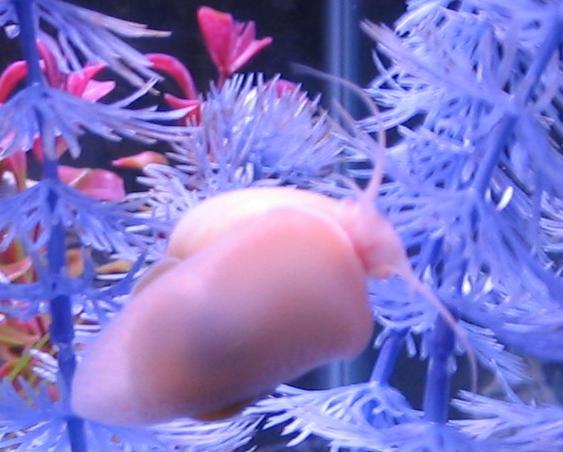 this is one of my smaller ivory snails.