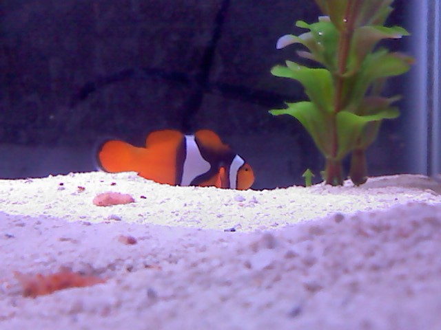 This is one of my two clown fish i just bought. There a mated pair and starting to breed. :)