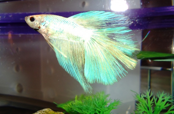 This is Opal.. my latest cup betta from PJ Pets. He was droopy and totally white with a few grey smudges and a ragged tail when I bought him.. now he 