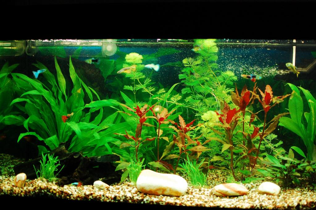 This is our 180 liters Juwel tank 8 weeks old. Plant growth is good and water metrics are fine.
