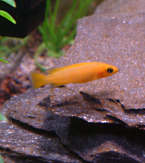 This is our firecracker leleupi, a Tanganyikan cichlid.  He's too quick to get a better shot of!