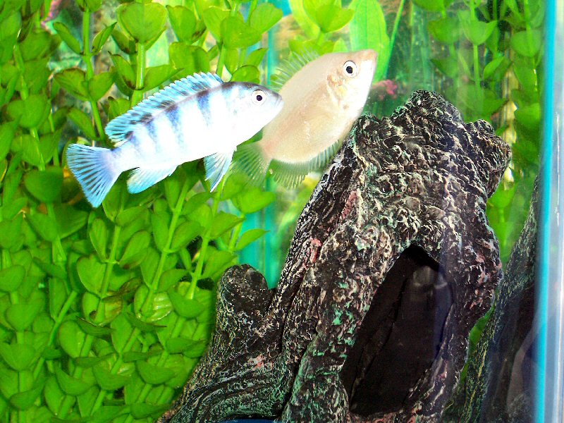 This is our first fish in this tank I had a pair until I got the cichlids and they ate the first guy. This guy is giving the cichlids a good fight, bu
