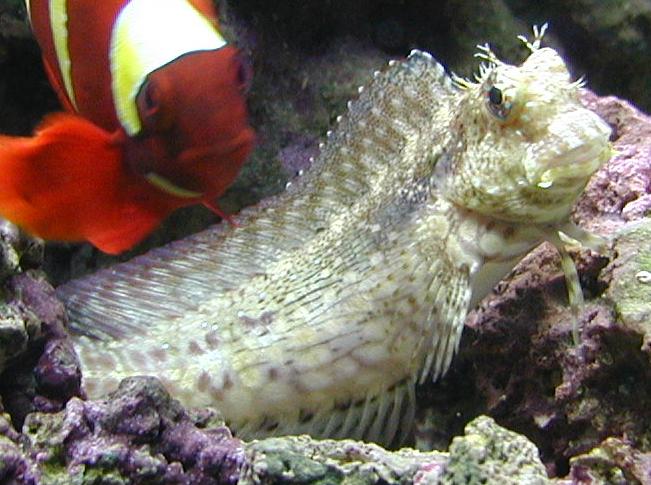 This is our Lawnmower Blenny on his favorite lounging spot.