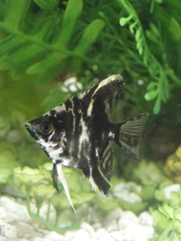 This is our new angelfish from The Fish Den in Denver, CO. We named him Angelo - he's somewhat aggressive, but has calmed down a lot in the past week.