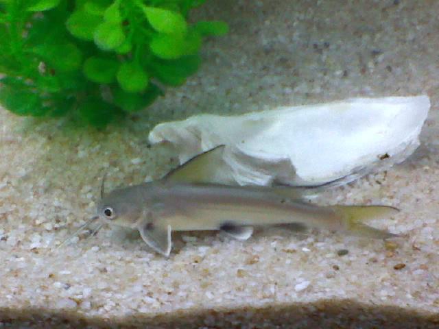 This is Silky my Blackfin Shark... has grown a bit since his first photo & is now living in his 55 gal. tank :)