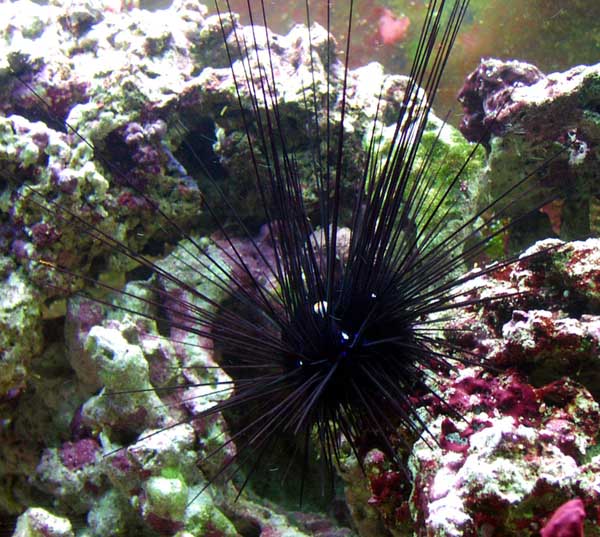 This is Spike the long spine Sea Urchin. My first tank in habitant.