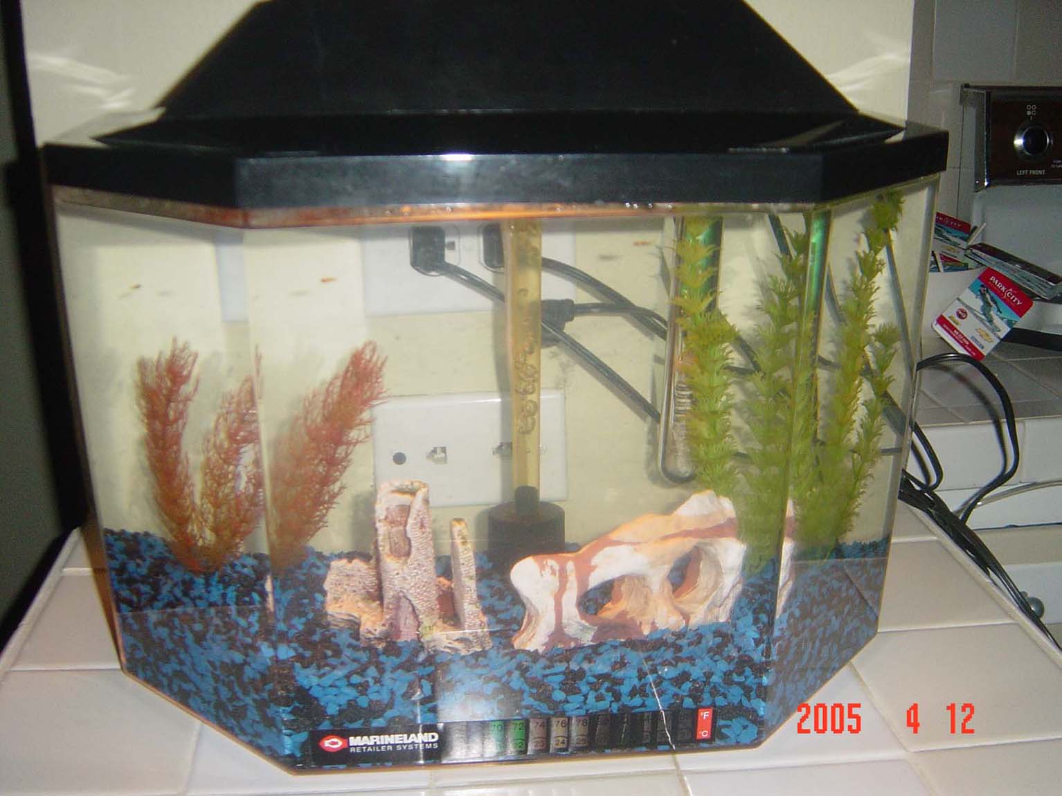 This is the first tank that I owned. I now use it as a QT/Breeding tank. I have 6 swordtail fry in it now.