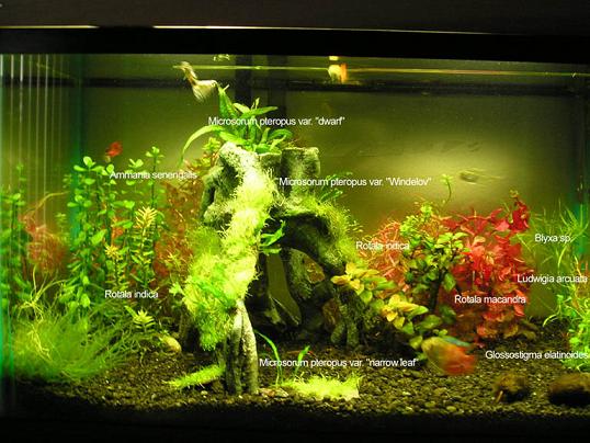 This is the high light tank after initial replant.  It doesn't look like this now since I weeded out some of the plants that didn't seem to complement