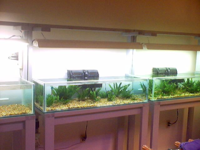 This is the line-up of 33 gallon breeder tanks. I also grow my Java Ferns in them.