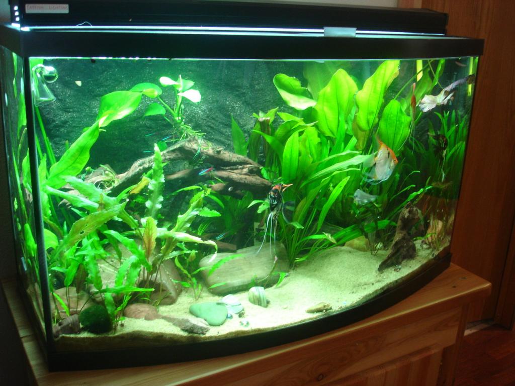 This is the most recent picture of my 46 gallon bowfront tank. It is in need of some maintenance but here it is for now.