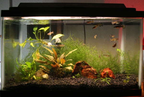This is the nunnery, were I keep female guppies seperate from the males and fry.