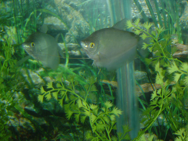 this is the remaining gourami that I have he's a scaredy fish.