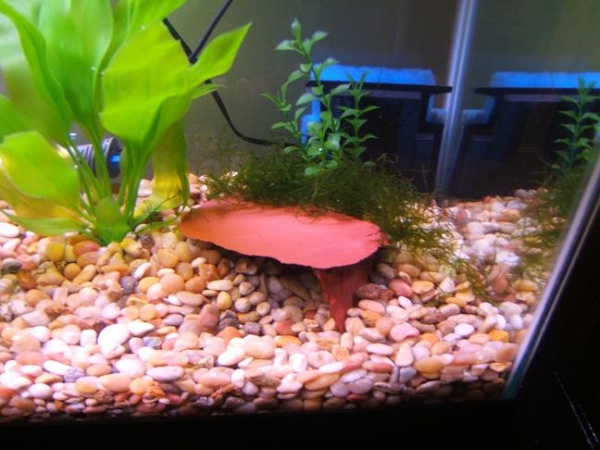 This is the right side of the tank, the only one that is done. :)
