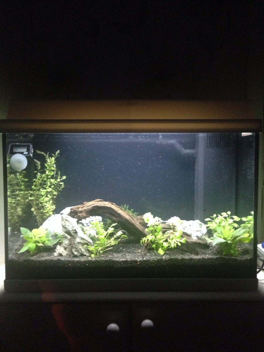 This is the tank after 2 weeks. I've re-arranged a couple of plants in the tank. Hoping to add a few more plants soon.