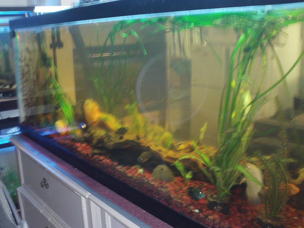 This is the tank where alot of my cichlids stay