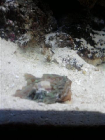 This is what my GBTA looked like after detaching himself from the rock that he was hiding under.