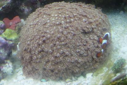 This is where my Clown decided to host. She had a male who was lost in a tragic accident.  But they chose this Goniopora.