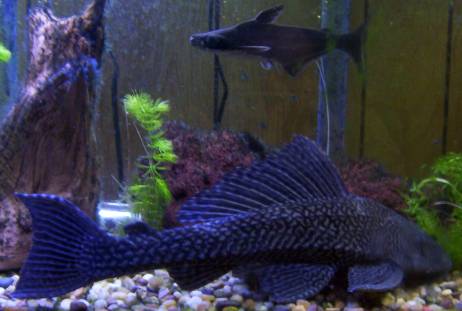 This Pleco is about 15 years old and about a foot long!  Bala shark at the top.