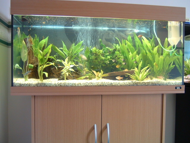 This tank is used for growing on fry once they out grow the breeding tanks.
and is also the home for my golden rams 2 scalari angels a few twtras and 