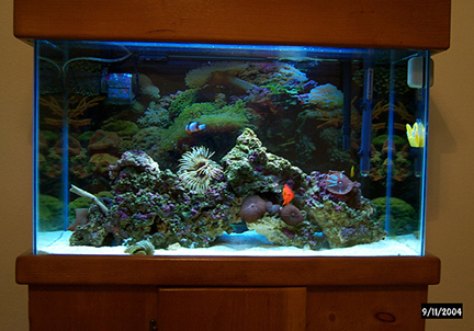 This tank was built with leftovers when we combined a 90gal with a 92gal. It used to be a FW tank.