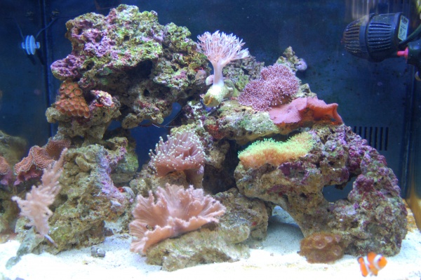 This was about two weeks after the cycle when I had some coral starting to establish itself