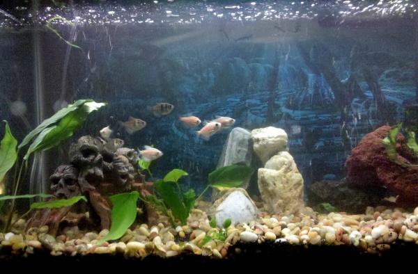 This was back when I first started adding fish...all of these skirt tetras were added to create a shoal for a single skirt tetra that came with the ta