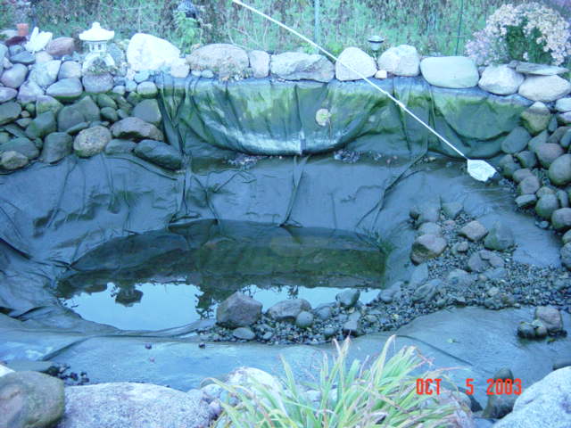 This was cleaning day.
I  decided to removed all the rocks and have just a bare bottom pond.
Alot less maintainance.