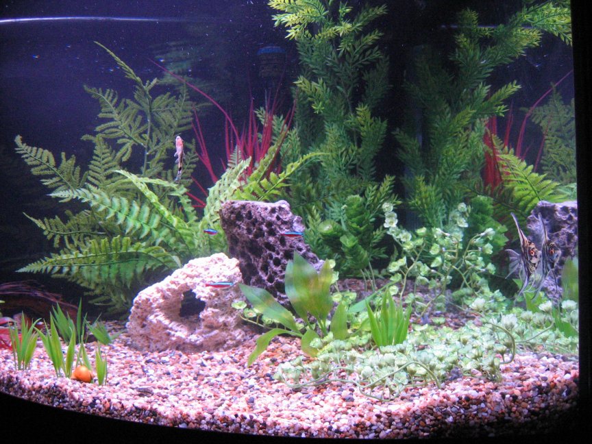 This was my first planted tank. It is about 4 months old. It has 2.3 wpg, red seas flora base, whisper 20, and hagens co2 system with custom yeast mix