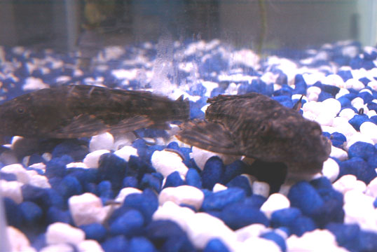 This was my pleco.  I liked him a lot, but not so much at first.  I came home from work one day and he was dead.  I don't know why.