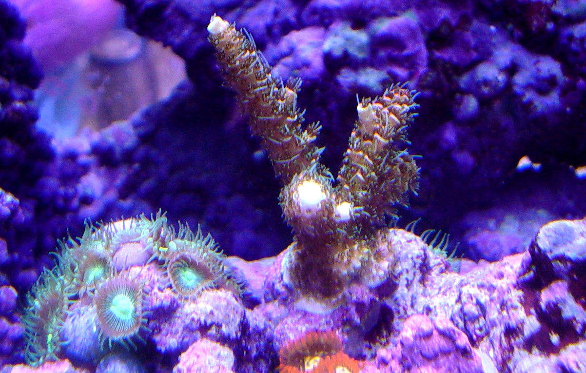 Thought this was a cool shot of the Millepora "stuck" between two zoo colonies.  I got the Millepora from ReefRunner.  It continually forms new growth