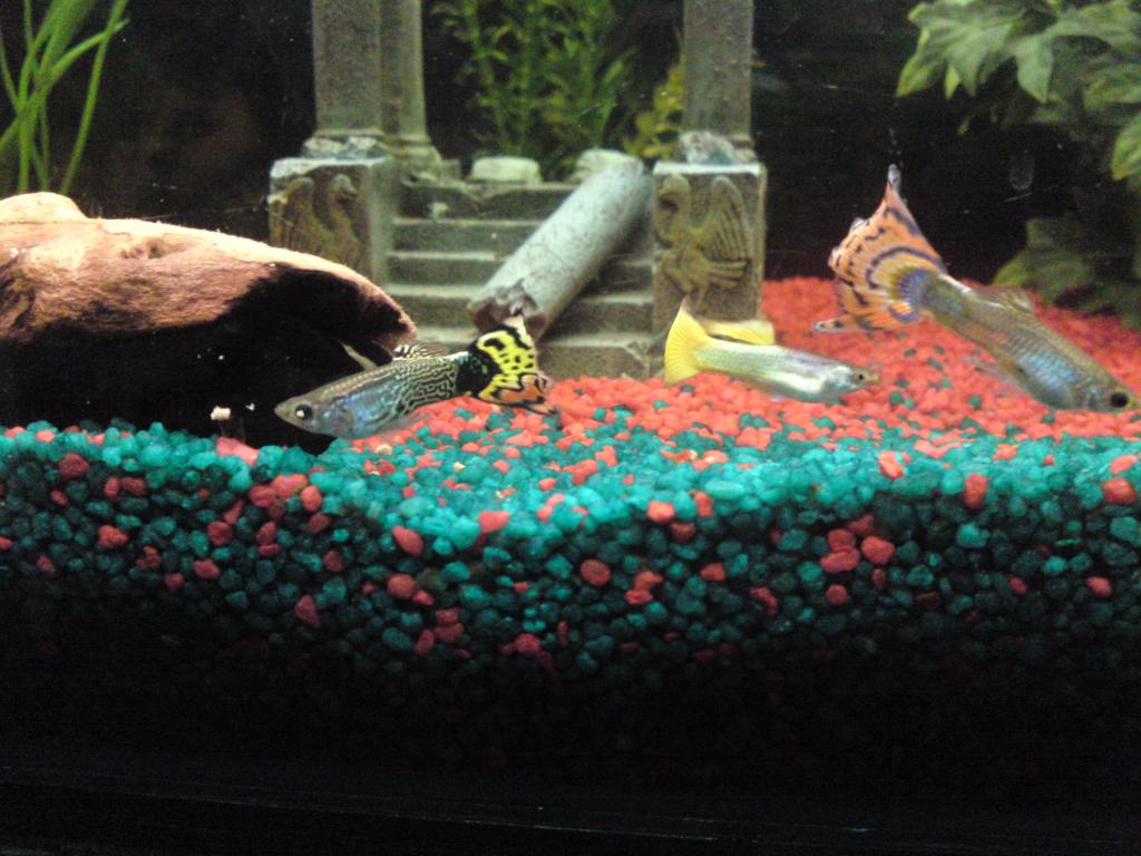 three of my little guppies. 
love the fact the the food infront of the rainbow coloured guppy's eye looks cartoonish