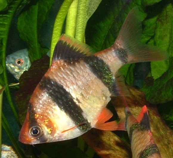 Tiger Barb with tiny barbel visible