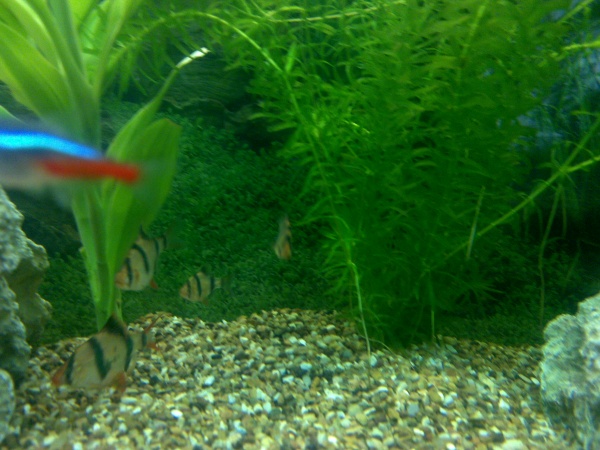 tiger barbs on a mission