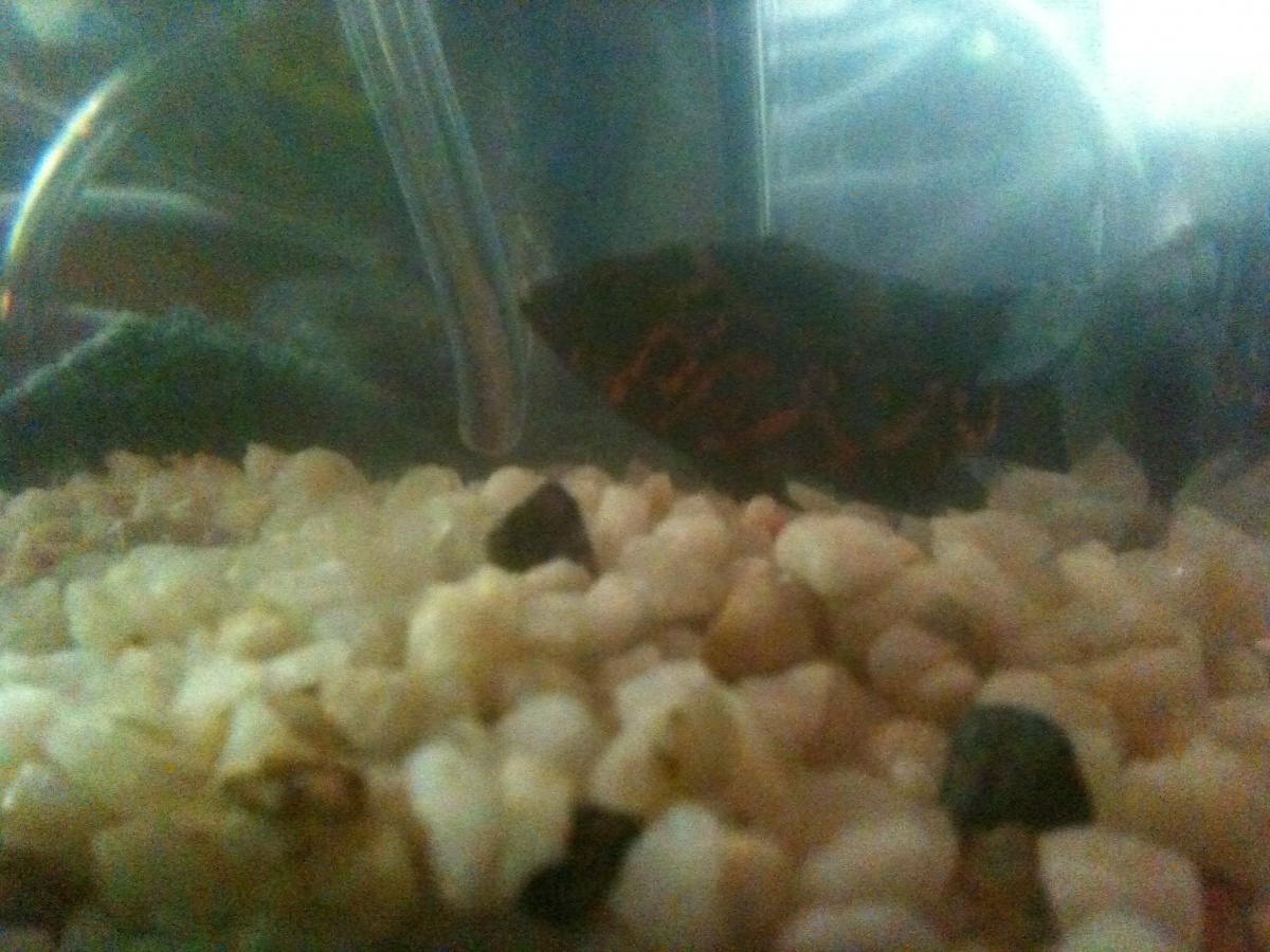 tiger oscar, he's in the "hospital tank" recovering his fins got tore up. the other tiger oscar we had didnt make it.