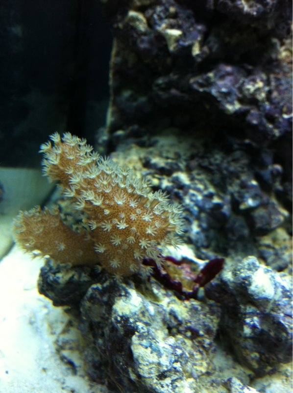 Toadstool leather coral frag!