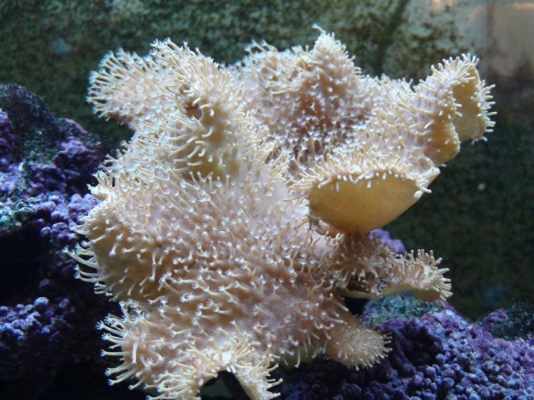 Toadstool Mushroom Coral