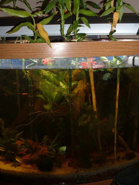 today still. still have bamboo above the tank.