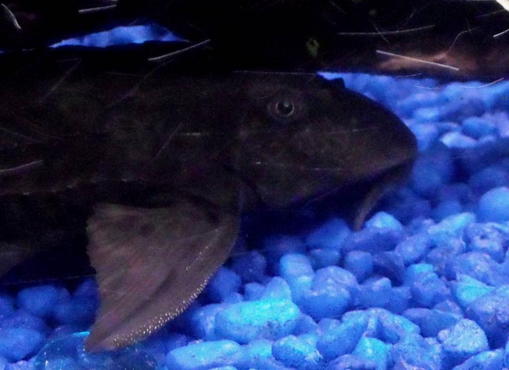 Tony is a Common Pleco. He enjoys the company of his tank mates and sleeping under his new Mopani driftwood! :D (And yes, he will be rehomed before he