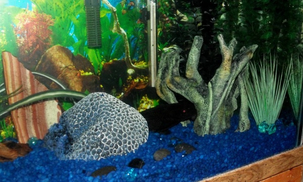 Tony the Pleco was caught checking out the new decor.