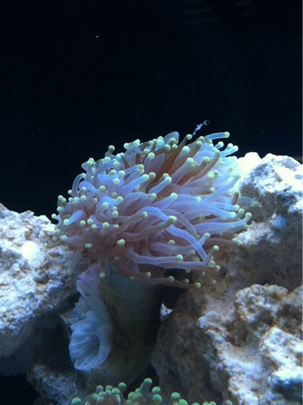 Torch coral :D