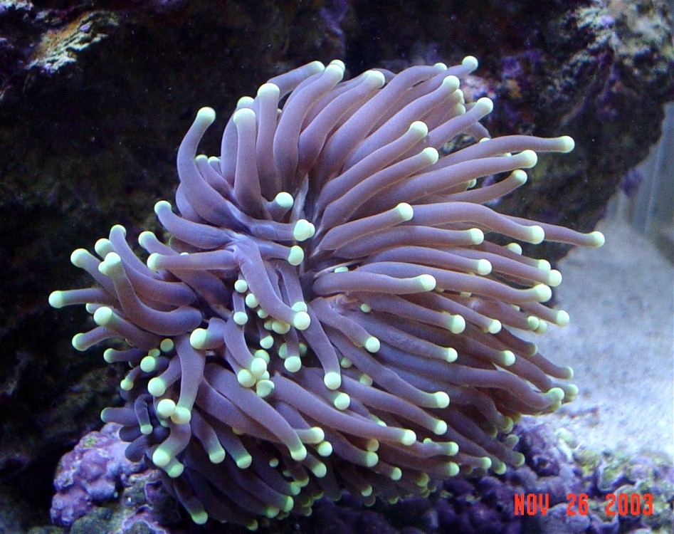 Torch coral I saved from the LFS. Only cost $12 so I thought I got a pretty good deal on it.  My clown doesn't seem to want to host it, which I guess 