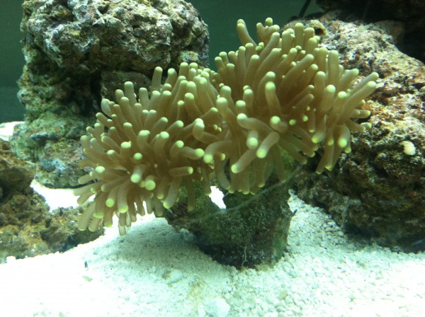 Torch Coral. Very happy in it's new home.