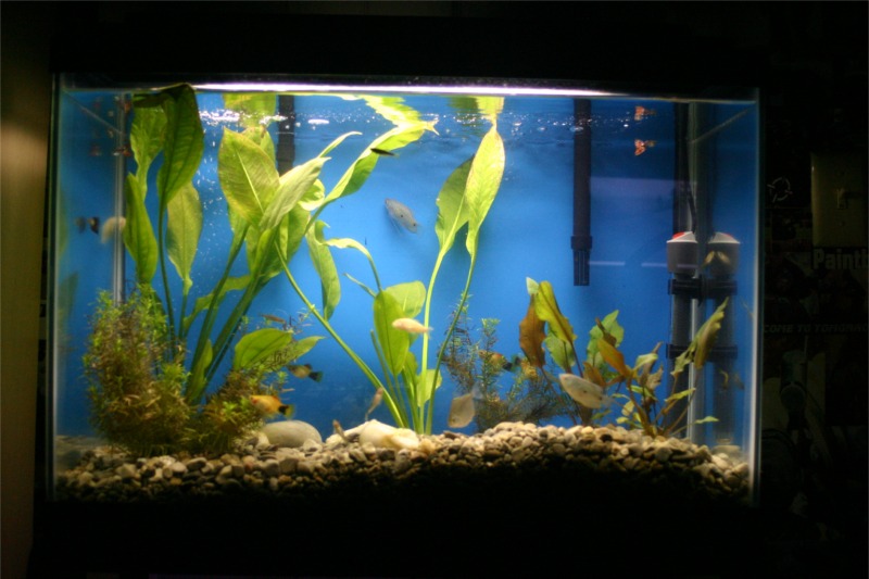 Tropical tank...

5 Danios
4 Platys
3 Guppies
2 Corys
2 Gouramis
2 Silver Dollars

maybe overcrowded...but the fish are happy, and I have dual filters