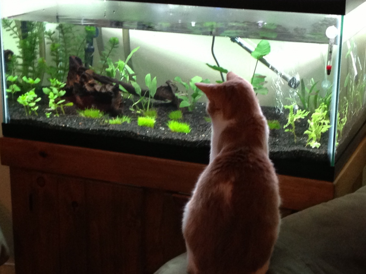 Truman watching fish tv.